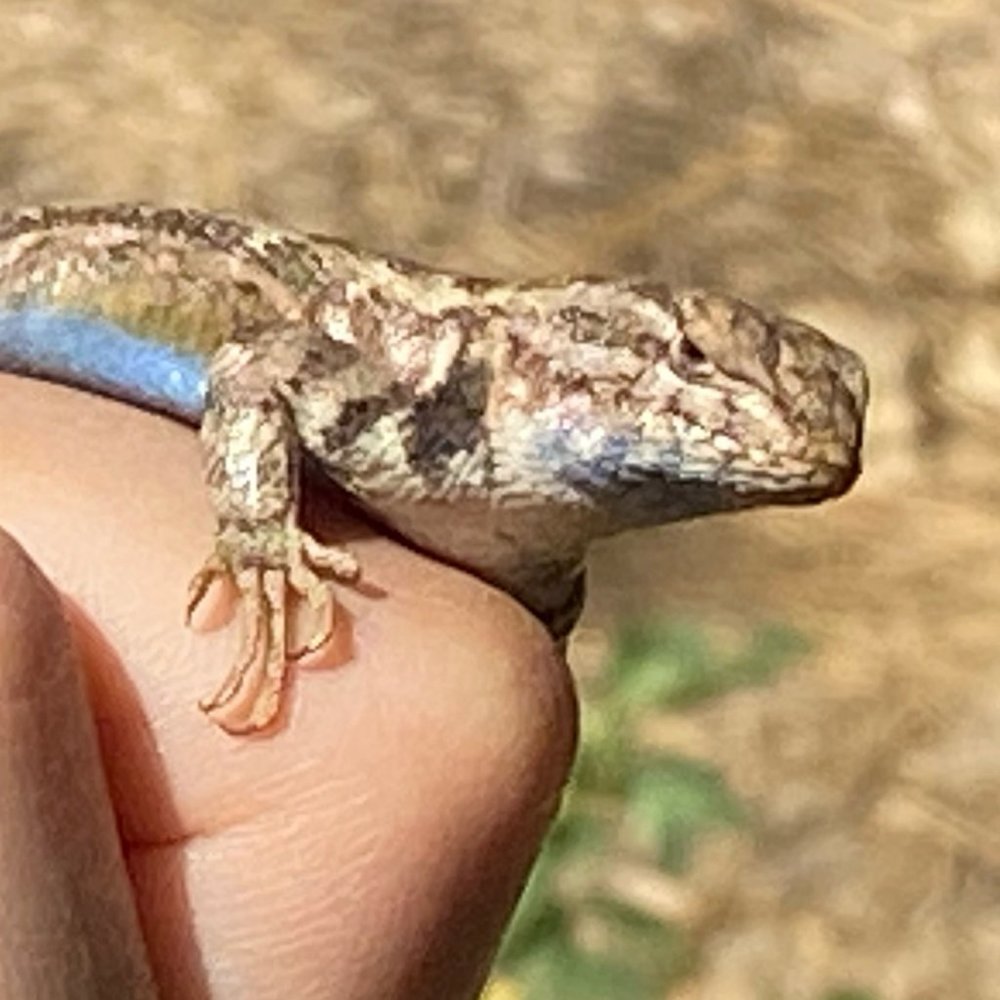 Meet your Posher, Turquoise